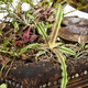 Illustration for article titled These Gorgeous Planters Made From Reclaimed Furniture Are Truly Gothic
